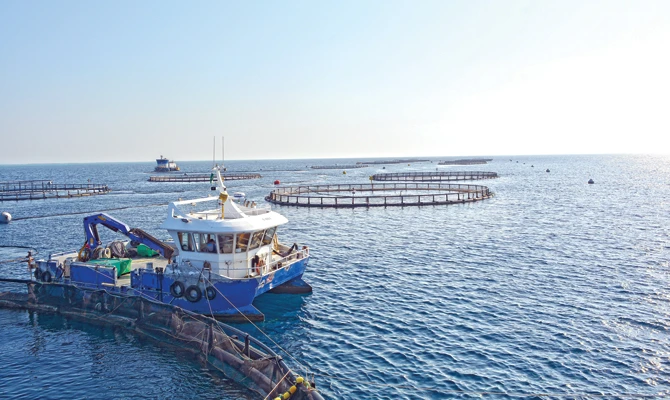 Saudi shrimp prove to be a hit across the globe
