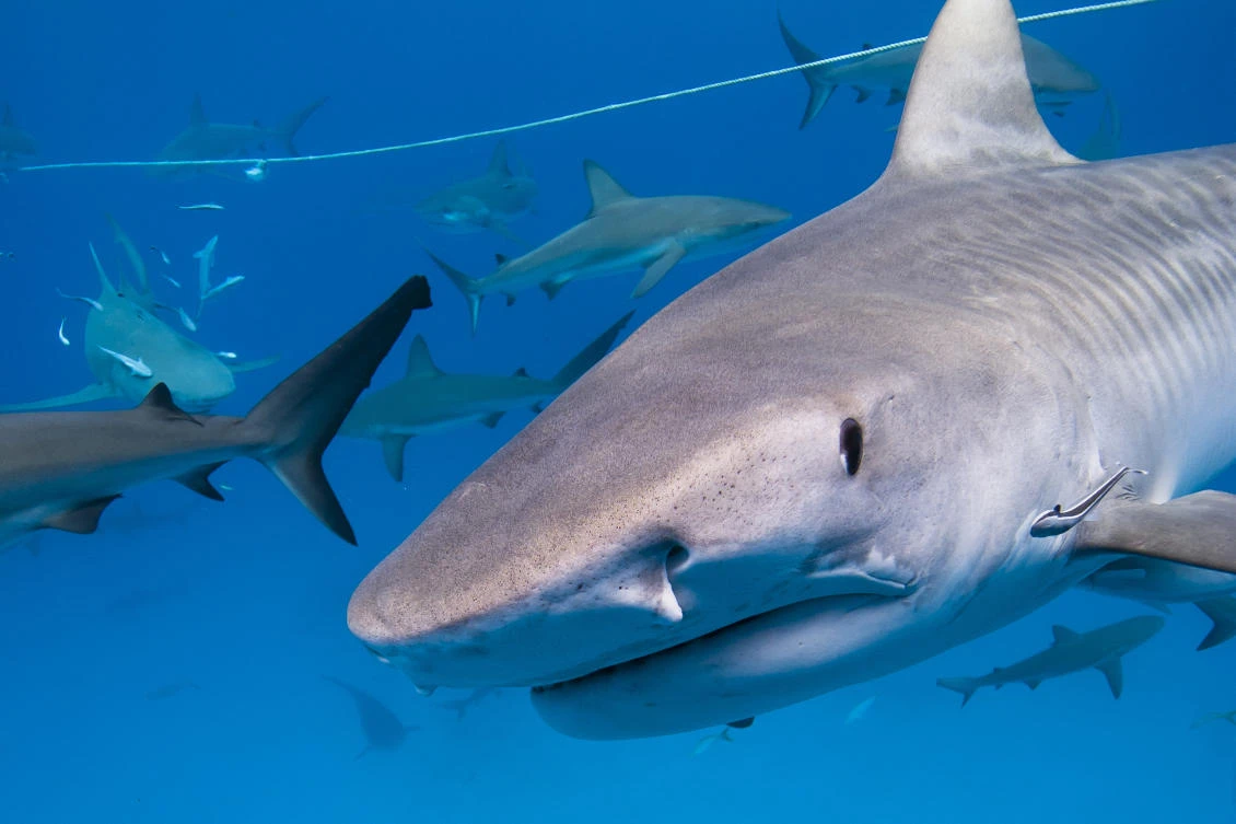 Hawaii shark bite victim previously attacked by bear, snake