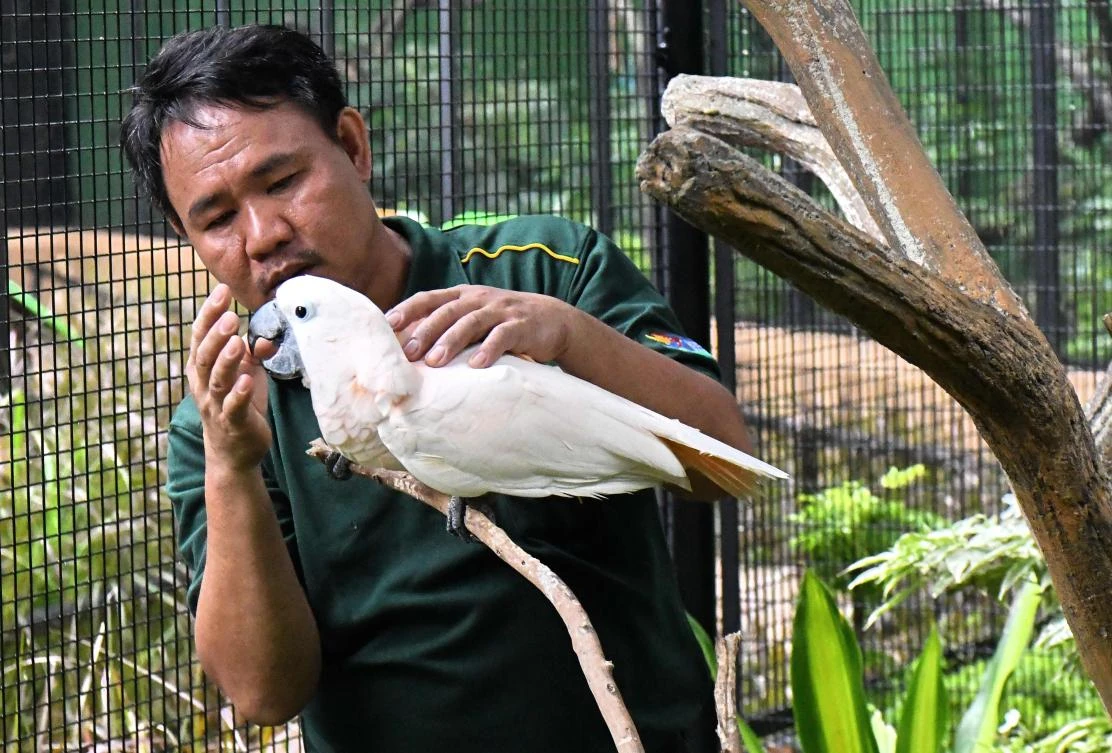 Razali Bin Mohamad Habidin, deputy head avian keeper, checks a salmon-crested cockatoo at Jurong Bird Park in Singapore. (AFP)