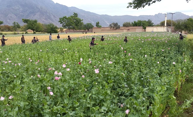 Tribal authorities destroying the harmful part of the poppy crop, used for making opium, during the Mohmand Agency drive. (AN photos)
