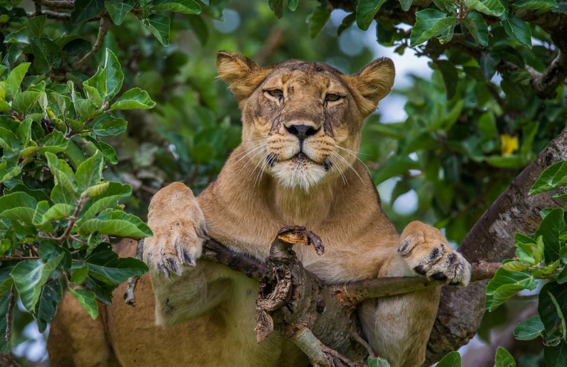 Uganda is home to 10 national parks and boasts some astonishingly diverse scenery. (Shutterstock)