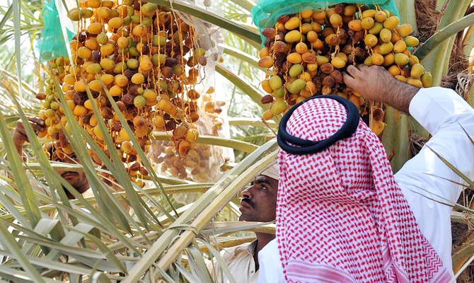 Fertile market: Saudi farms ready to welcome tourists
