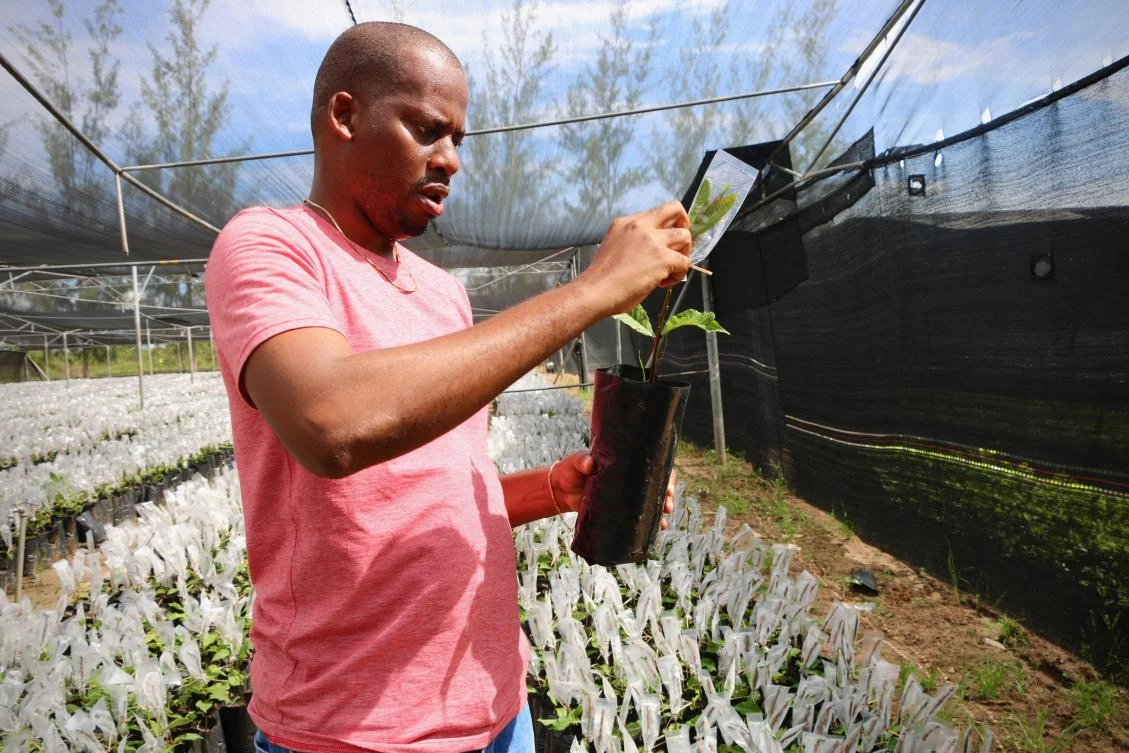 Mozambique cracks open its cashews to boost the economy