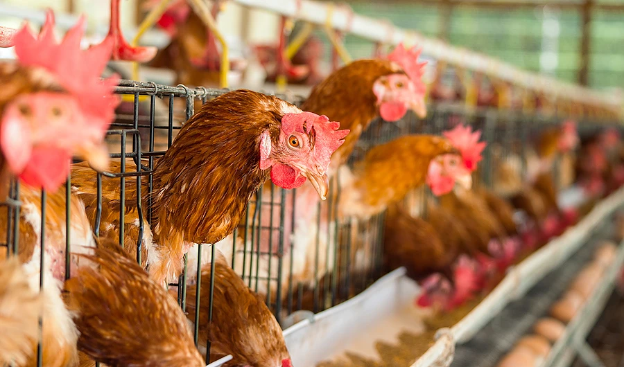 No cases of H5N8 avian flu recorded in Saudi Arabia