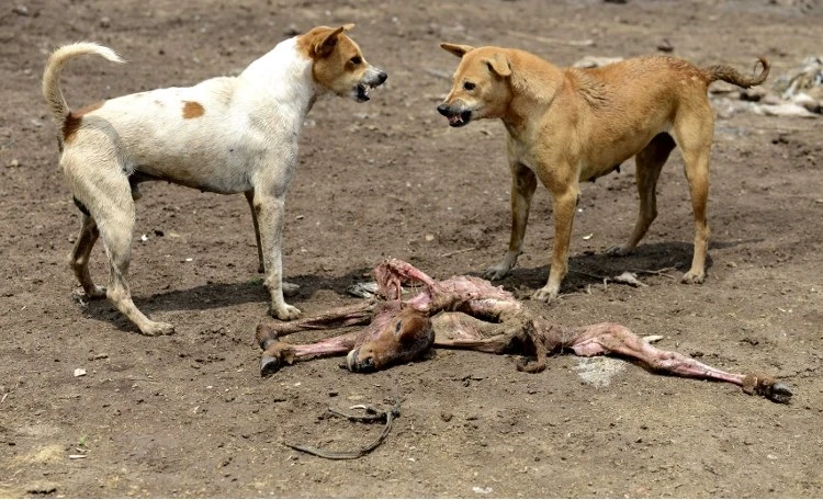 Indian villagers take revenge after three children killed by dogs