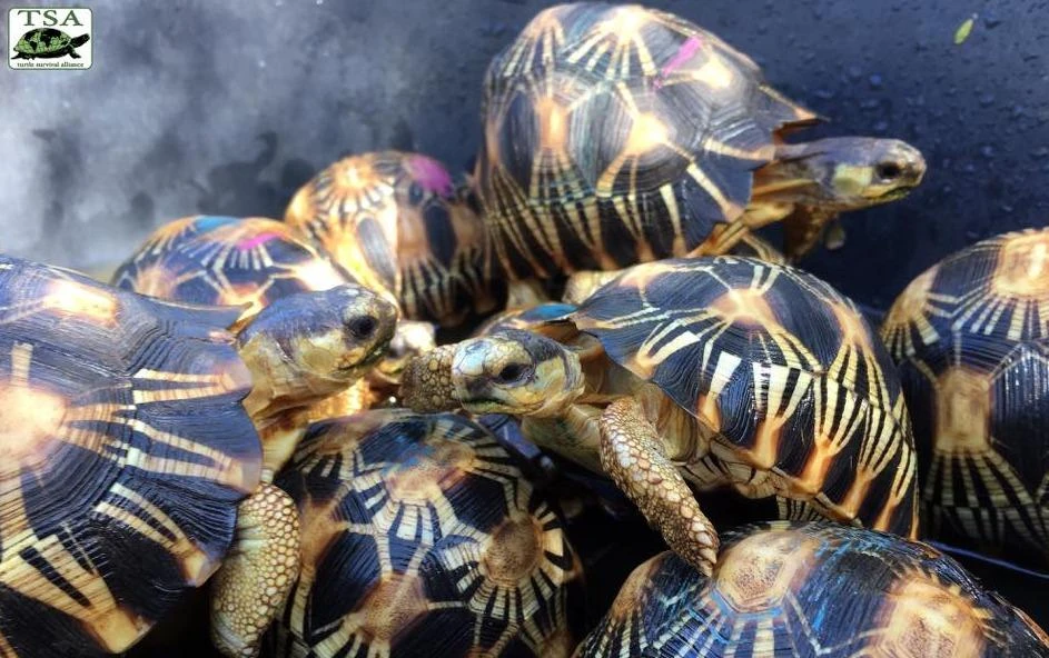 Radiated tortoises are coveted for the star pattern on their shells. (Courtesy Turtle Survival Alliance Facebook)
