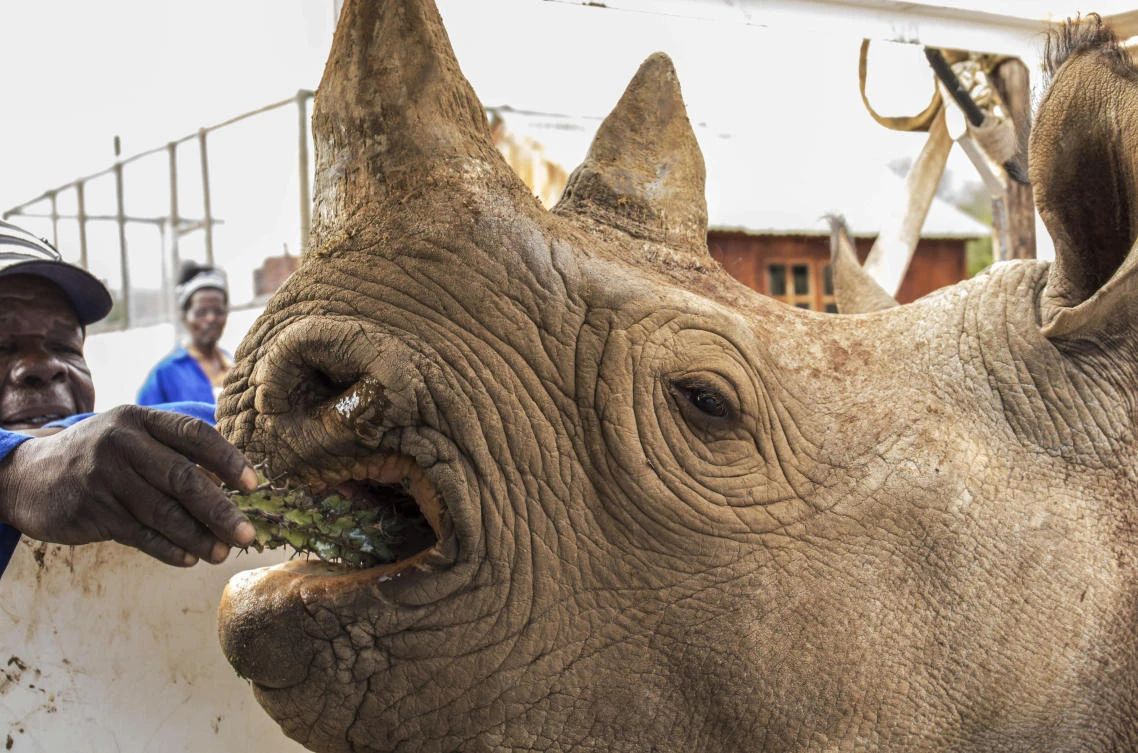 Chad gets 6 rhinos nearly 50 years after losing the species