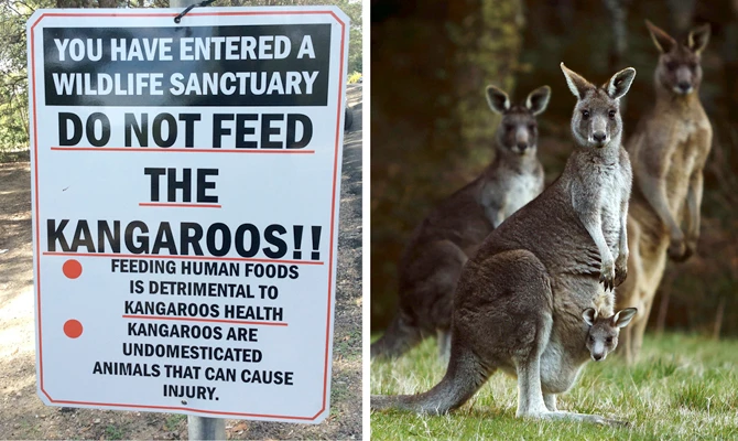 Carrot-addicted kangaroos hopping mad at tourists in Australia
