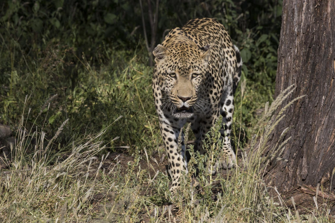 Toddler eaten by leopard in Uganda’s national park