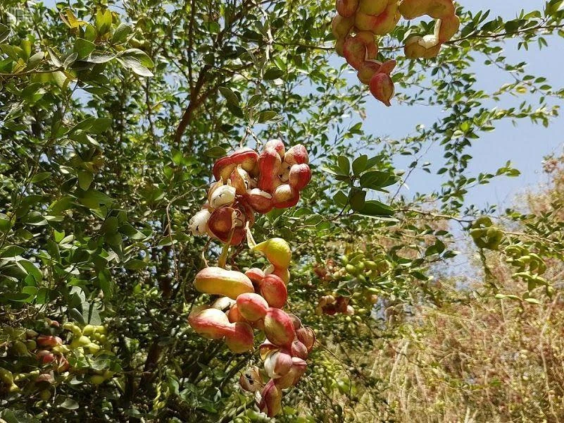 Indian almond trees in the Wadi Al-Dawaser governorate. Visitors to the region can harvest the fruit for free. (SPA)