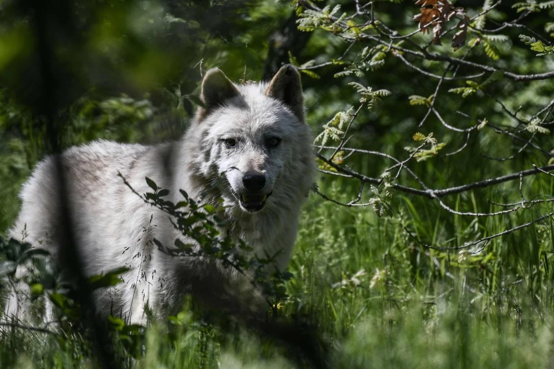 A wolf is seen at the Arcturos sanctuary in Nymfaio on the slopes of Mount Vitsi, some 600 kilometers northwest of Athens. (AFP)