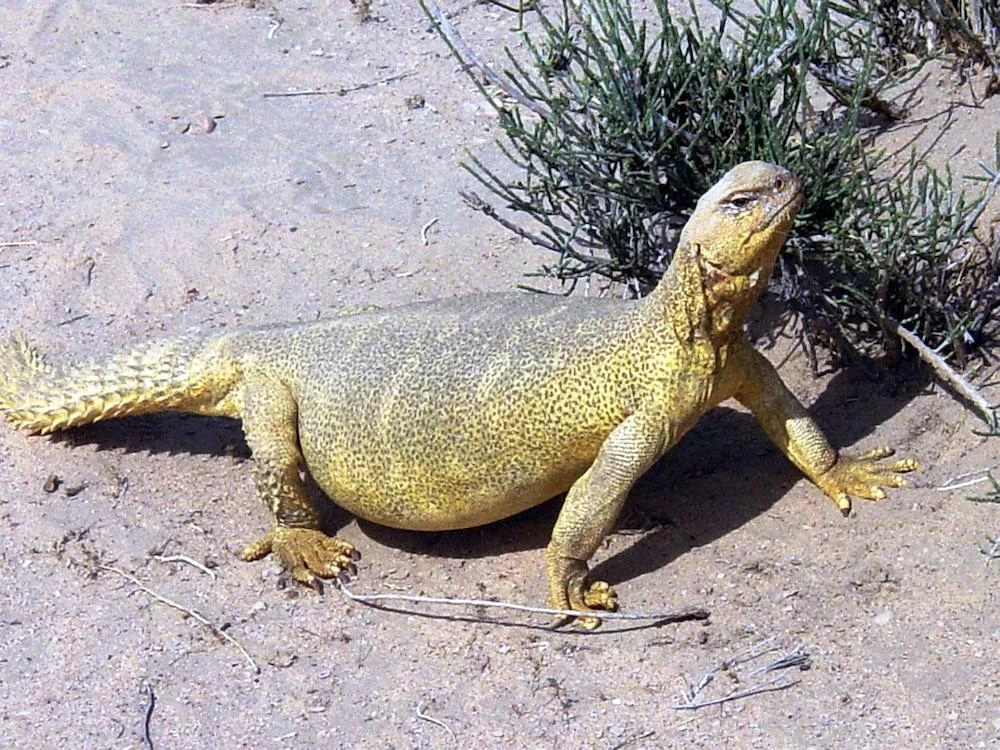 A man was arrested in Saudi Arabia for illegally hunting more than a hundred spiny-tailed desert lizards. (Wikimedia Commons/MAJ Kathleen A. Hoard, US Marine Corps)