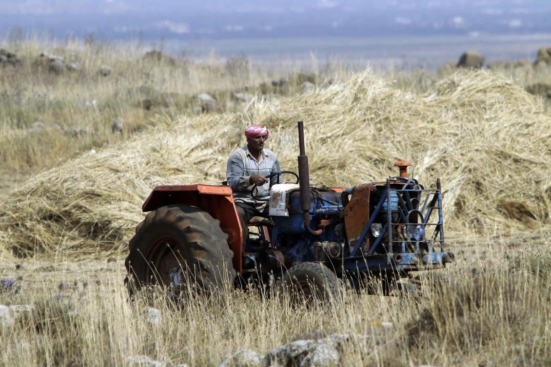 A Lebanese farmer harvests wheat. Soaring fuel costs have left many farmers struggling to turn a profit. (AFP)