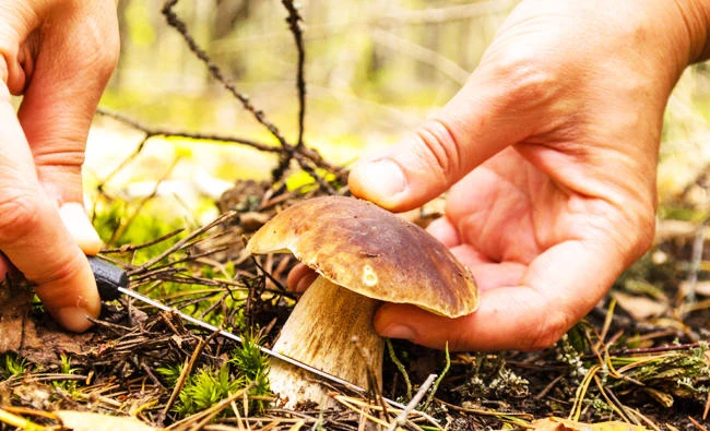 Iranian media say 15 die after eating wild mushrooms
