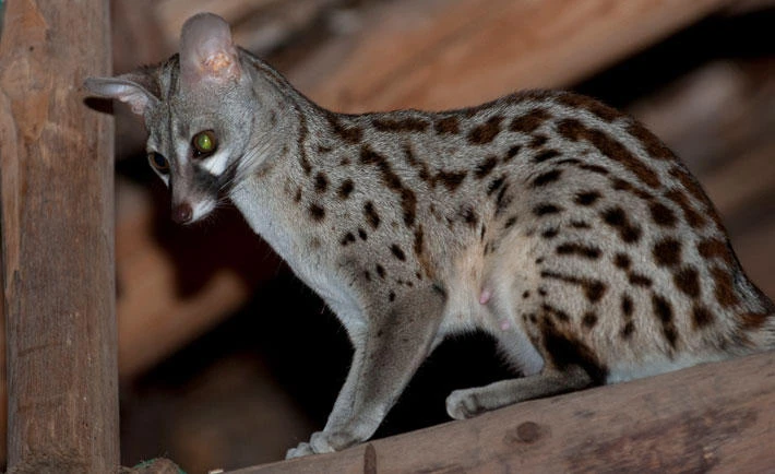 Saudi Arabia marks international biodiversity day