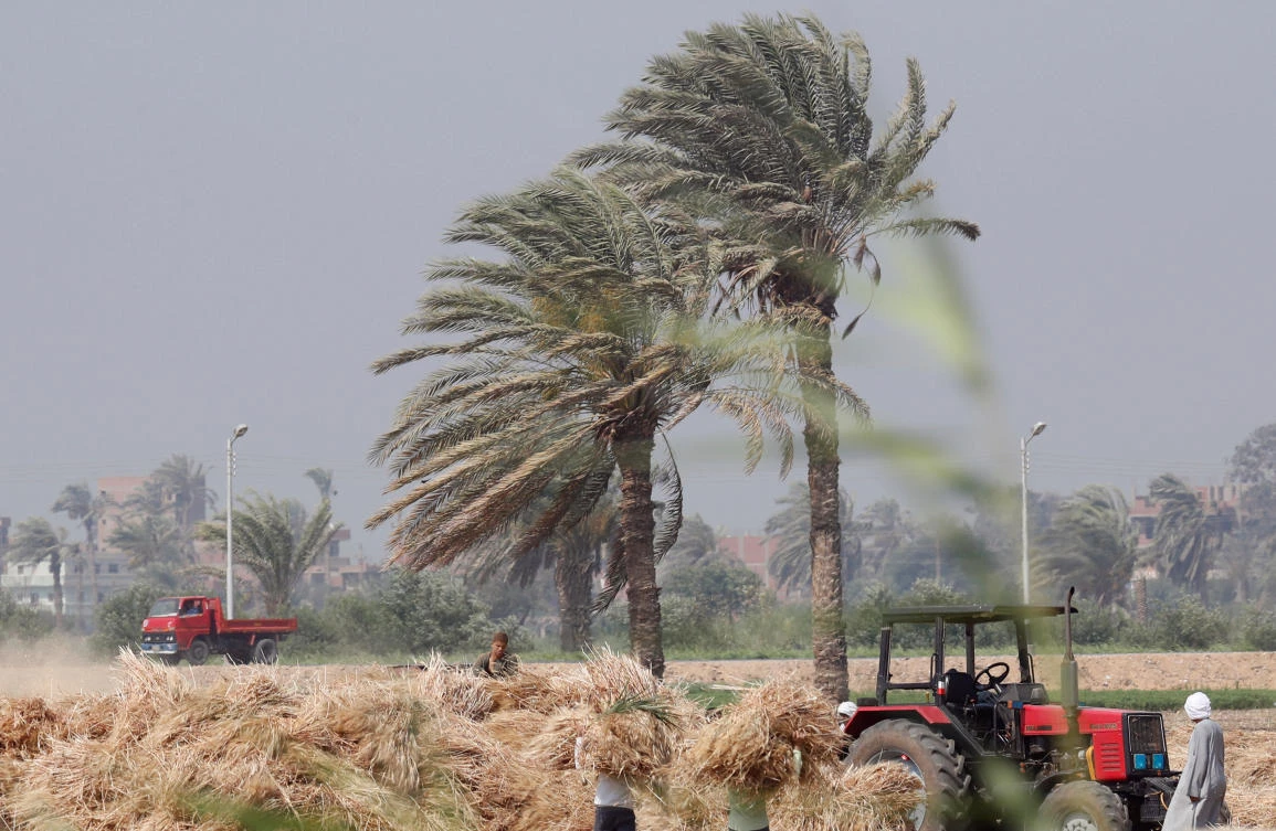 Egypt says Dubai trader failed to deliver on contracted wheat shipments