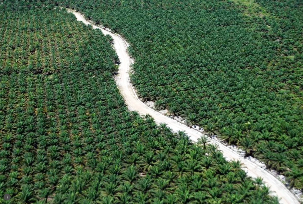 An aerial photo of a road running through an palm plantation in Dumai, Riau, Sumatra island, Indonesia. (Antara Foto/Rony Muharrman/via REUTERS/File)