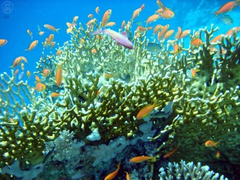 Saudi Red Sea project to offer visa on arrival for tourists