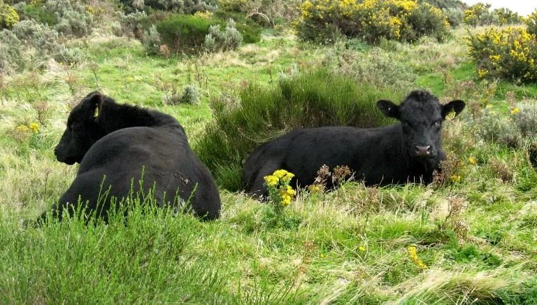 New Zealand orders mass cattle cull to eradicate disease