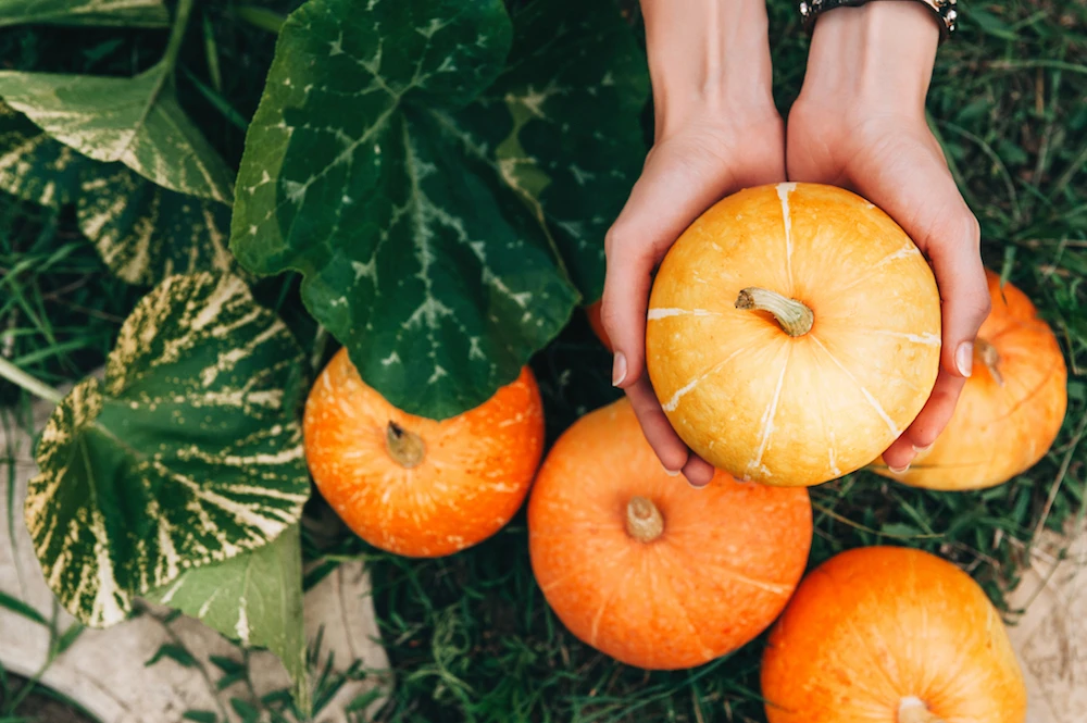Bitter-tasting pumpkins and squashes can contain potent toxins, doctors say. (Shutterstock)