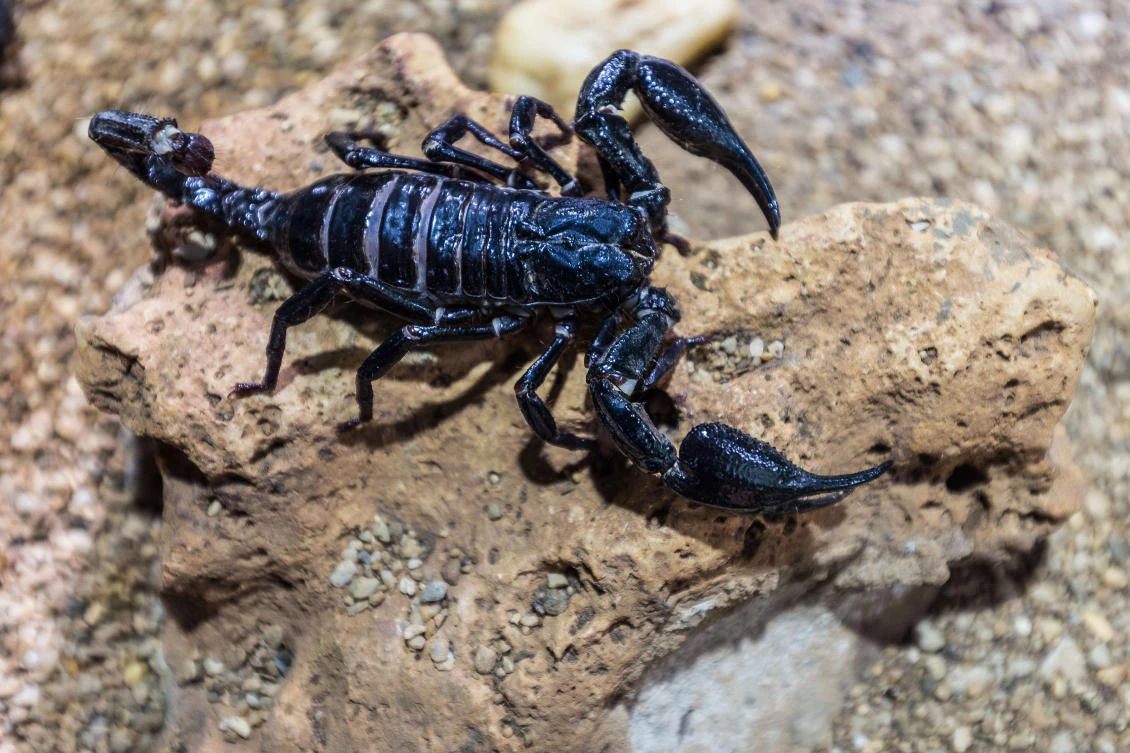 The trade of scorpion hunting in Afghanistan has been around for years but has become a lucrative business in the past few months. (Getty images)
