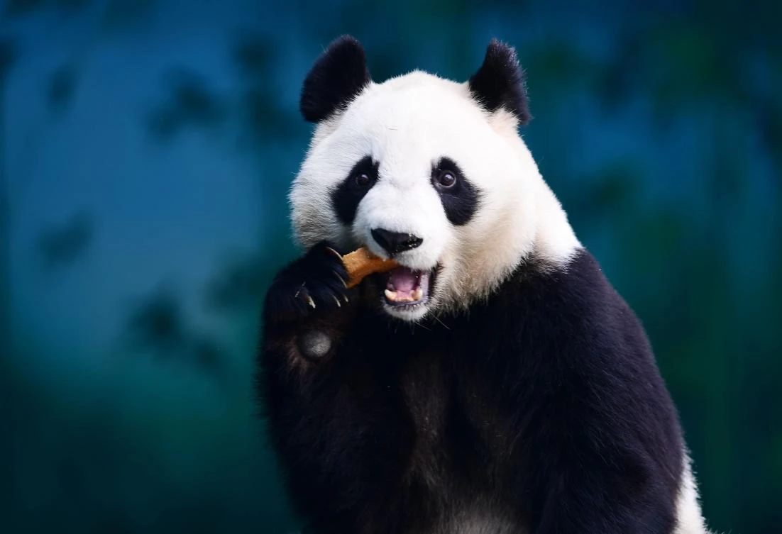 Panda takes excursion into town in southwestern China