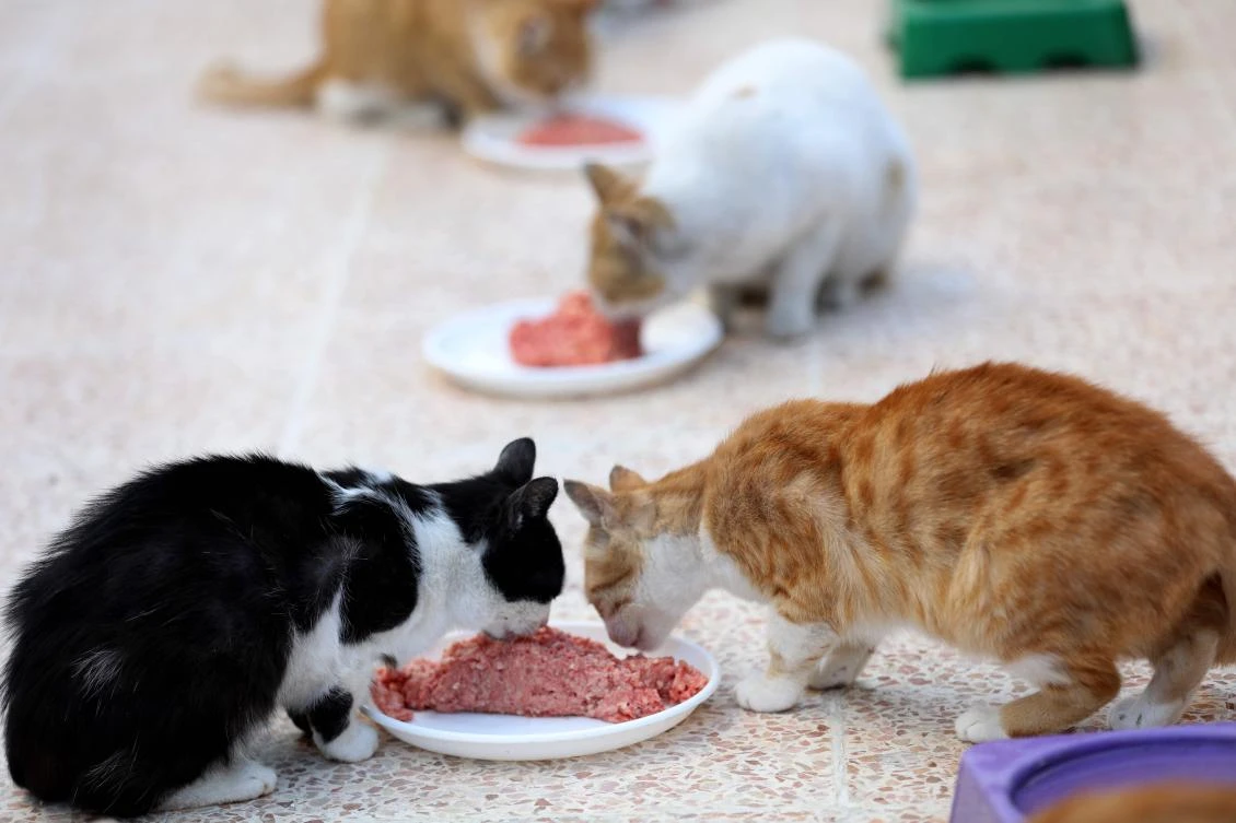 Cats feed on mincemeat at lunchtime on March 17, 2018, at Ernesto’s Cat Sanctuary run by Mohammed Alaa Al-Jaleel in Kfar Naha, an opposition-held town in Aleppo province in Syria. (AFP / Omar Hajj Kadour)