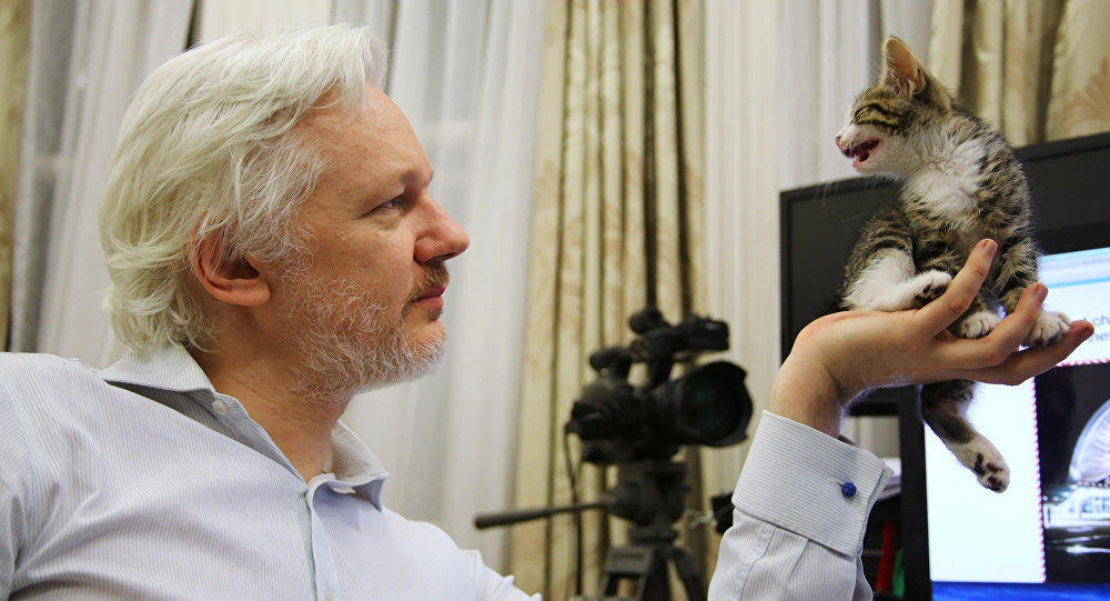 Julian Assange will have more time to devote to his cat, now that he is banned from using the Internet at the Ecuadorean embassy. (Reuters)