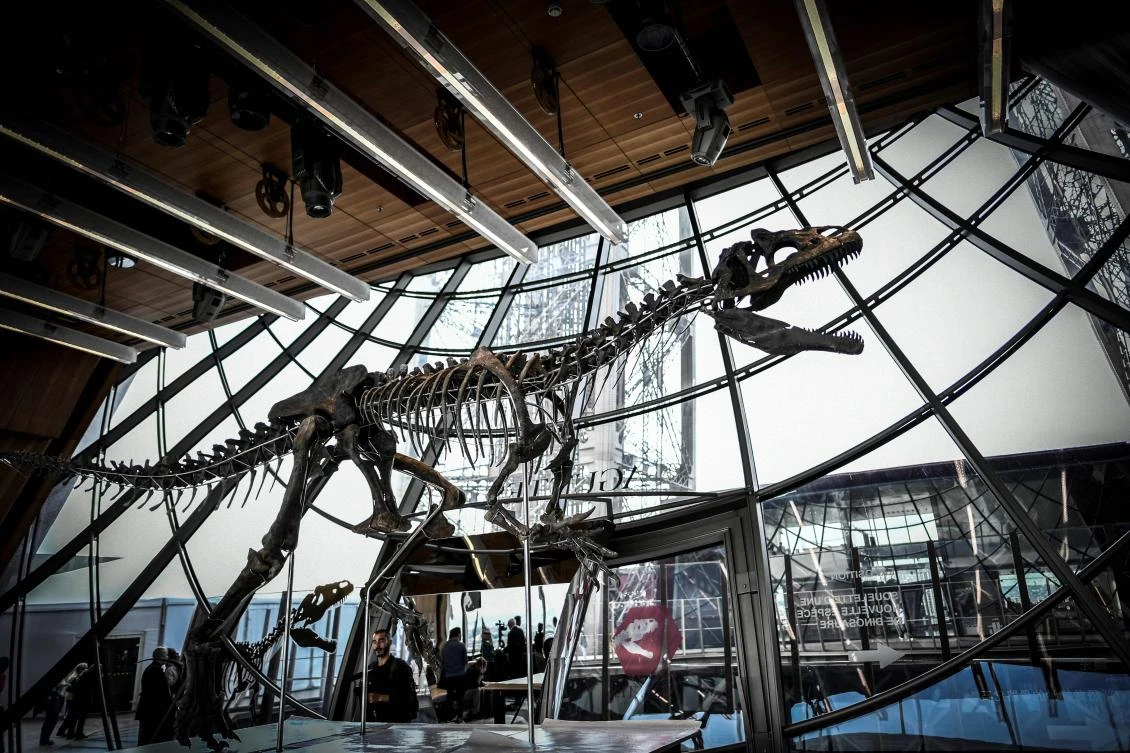 Rare dinosaur skeleton sells for €2 million