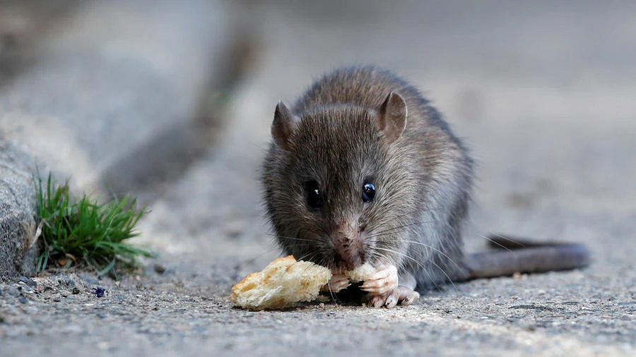 Spot a rat? Real-time map aims to plot Paris sightings