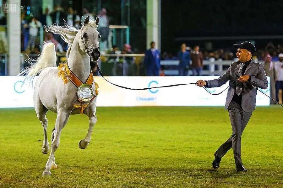 Saudi Arabia figures prominently in international Arabian horse competitions. (SPA)
