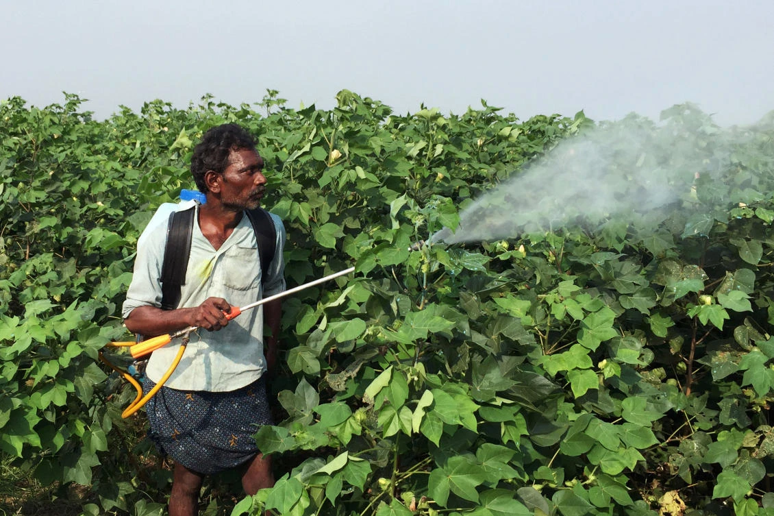 India farmers risk arrest for sowing unapproved Monsanto cotton seeds