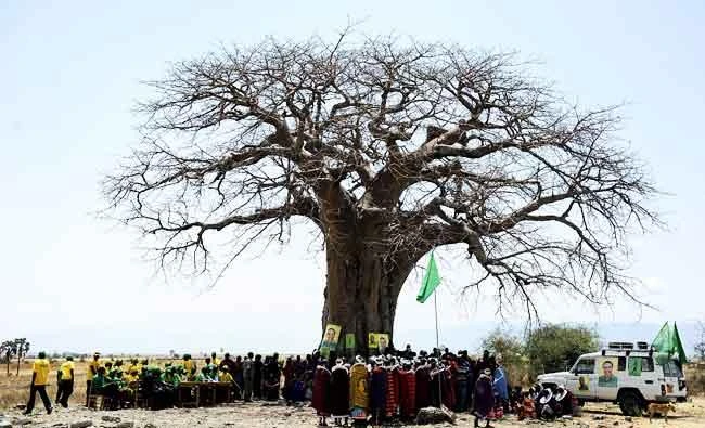 In this file photo taken on October 26, 2010 Maasai people gather under a baobab tree at Oltukai, 100 km west of Arusha, Tanzania, during a political rally organised by the incumbent Monduli Member of Parliament. (AFP)