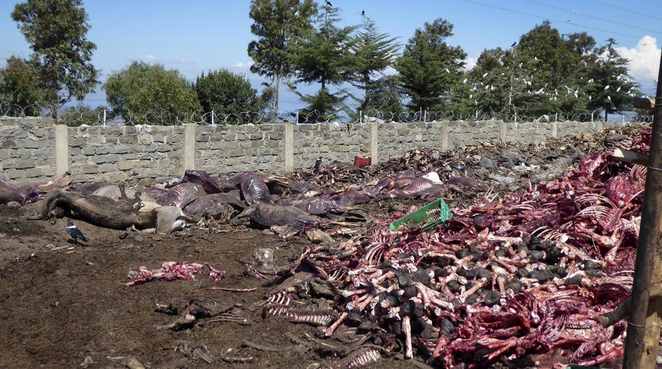 Donkeys stolen, skinned in Africa to feed Chinese demand