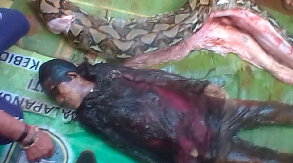 Indonesian woman swallowed by giant python