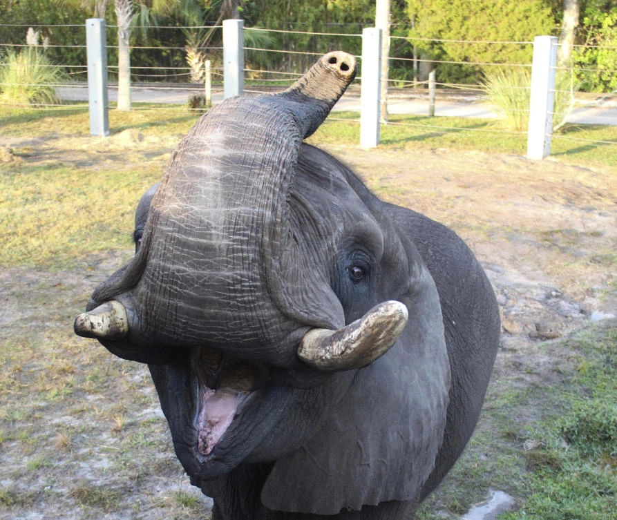 Michael Jackson’s elephant escapes enclosure at Florida zoo