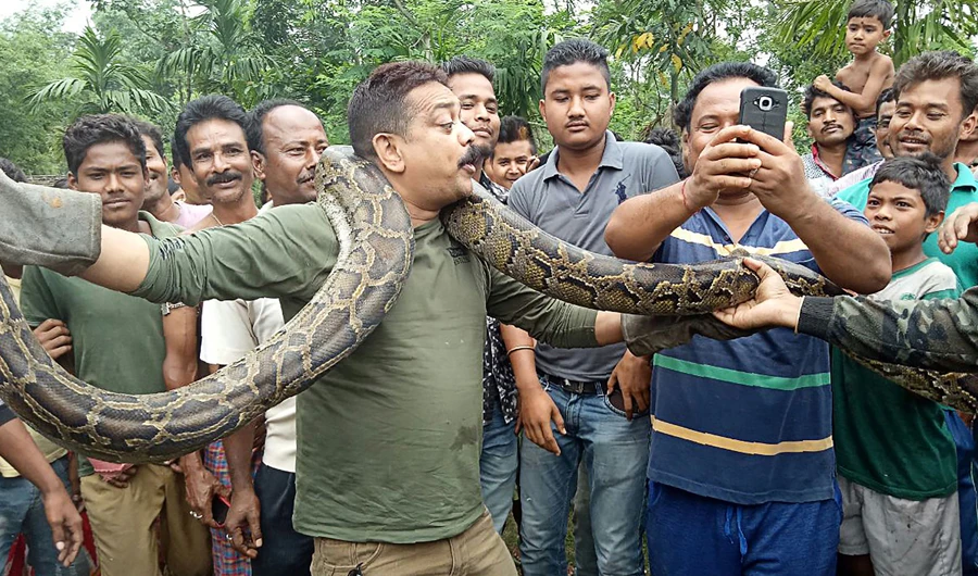Python selfie puts Indian forest ranger in tight spot