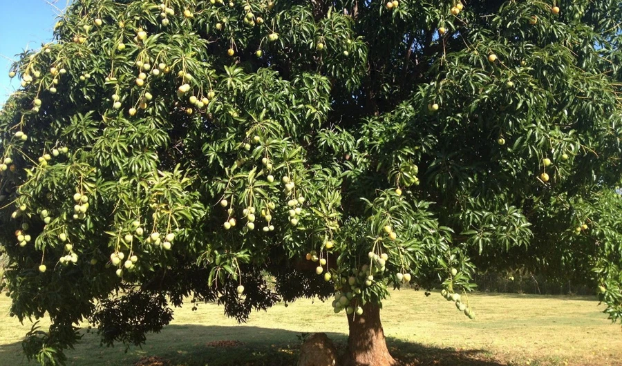 Mango trees ready to be weighed in the Punjab Agriculture Department’s ‘best mango grower’ competition. ( Photo courtesy: Rai Mudassar, Director Agriculture Information Punjab)