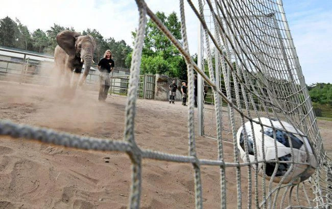 Nelly the elephant took part in a spectacular penalty shootout at the Serengeti Park zoo in Hodenhagen, northern Germany. (AFP)