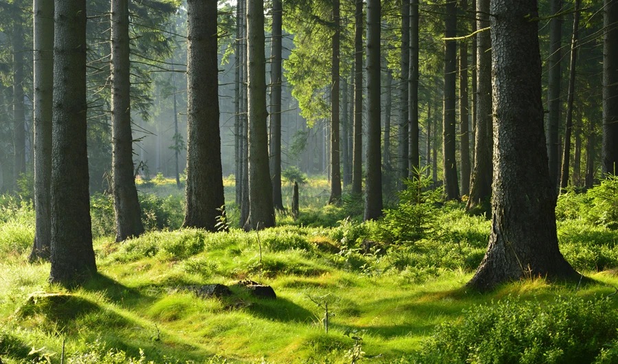 Loss of Earth’s intact forests speeds up: scientists