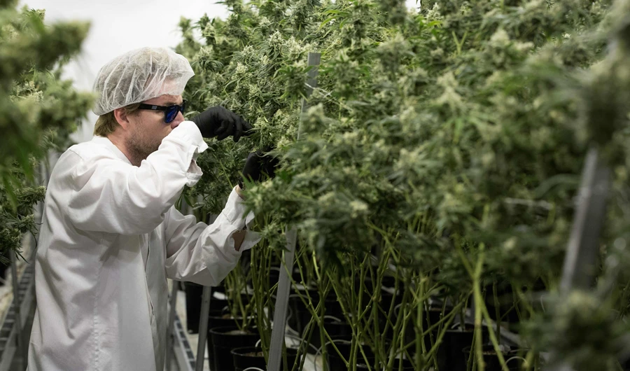 The federal government said provincial and territorial governments will need eight to 12 weeks following Senate passage and royal assent to prepare for retail sales. (AFP)