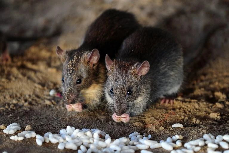 Rats break into ATM, munch through $18,000 in cash