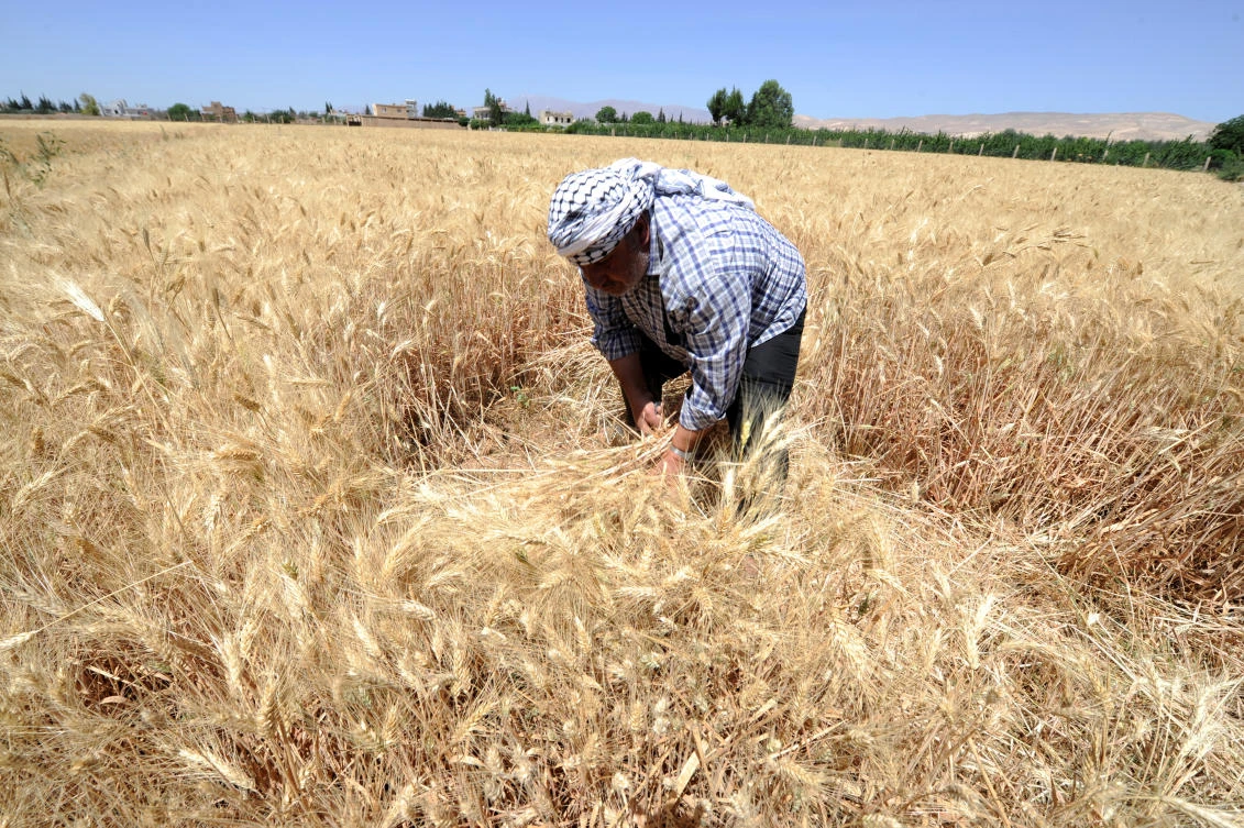 A farmer harvests wheat in a field in Jdeidet Artouz, a suburb southwest of Damascus, Syria June 19, 2017. (Reuters)