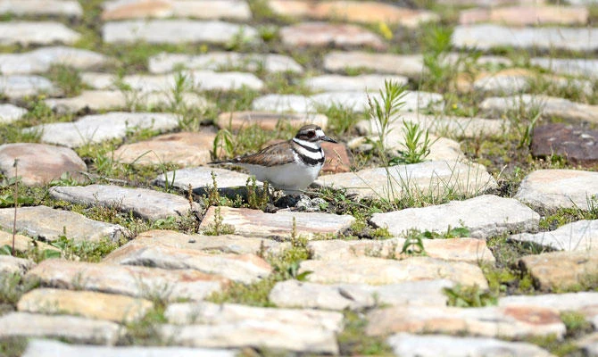 In this June 25, 2018 photo, a nesting killdeer bird stands with her eggs on a cobblestone path on the site of the Ottawa Bluesfest music festival, next to the Canadian War Museum in Ottawa, Canada. (AP)