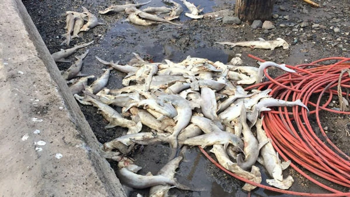 Baby hammerhead sharks are seen dumped at a sailing club outside Honolulu. (Courtesy: Hawaii Department of Land and Natural Resources )