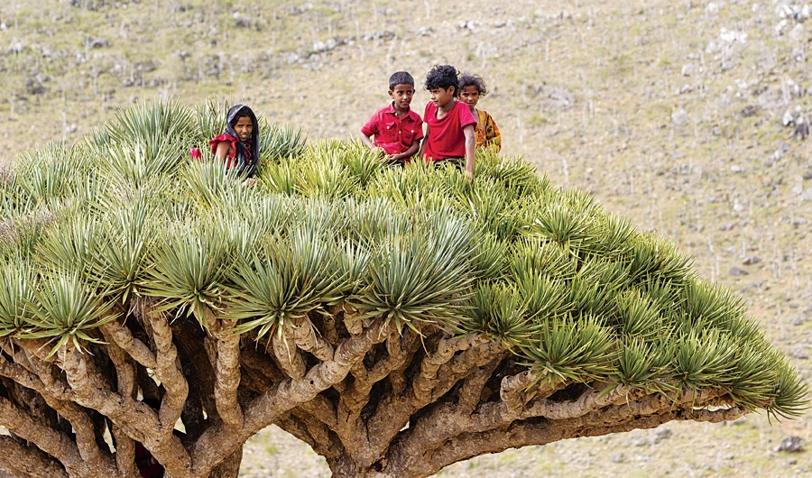 How an Edinburgh center is tracing the roots of plants in the Middle East