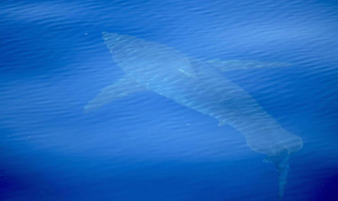 Great white spotted off Spain in decades first: marine group