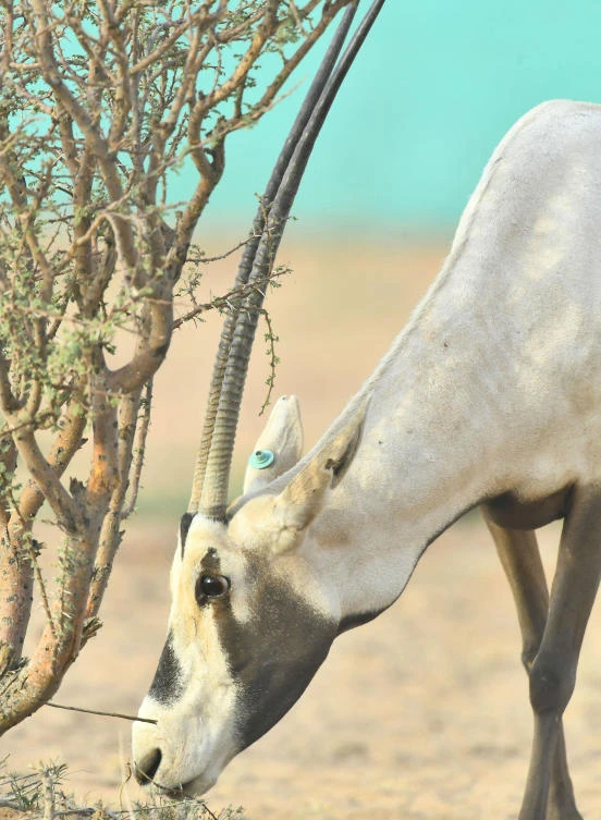 Souq Okaz visitors are introduced to Saudi wildlife