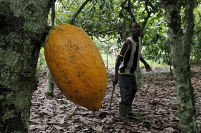 Ivory Coast studies first cocoa-fired power station