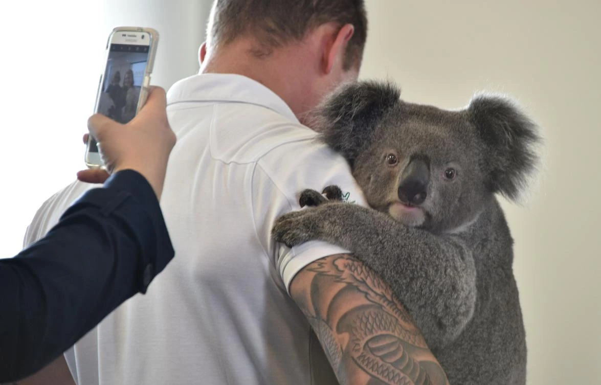 Science hope for Australia’s threatened koalas